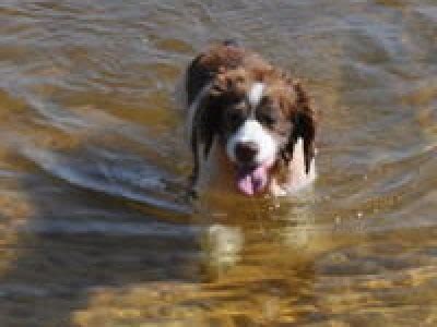 Welsh Springer Spaniel Dogs| Welsh Springer Spaniel Dog Breed Info & Pictures | petMD