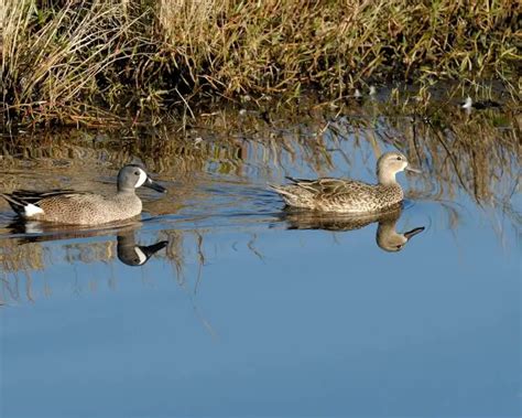 Blue-winged teal - Facts, Diet, Habitat & Pictures on Animalia.bio