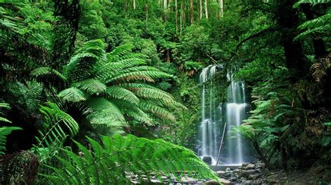 Green leafed plant, forest, Australia HD wallpaper | Wallpaper Flare