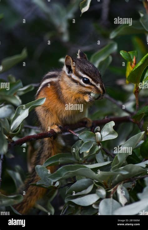 Wildlife in Canada Stock Photo - Alamy