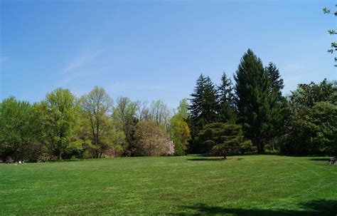 The 5 Best Backyard Trees for a Lush Yard - Interior Design Inspiration