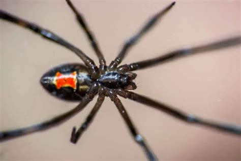 Latrodectus Mactans - Southern Black Widow - USA Spiders