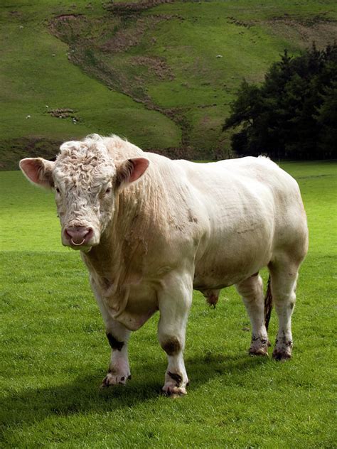 Charolais Bull In Green Fields At by Gannet77