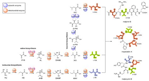 JoF | Free Full-Text | Regulation of the Leucine Metabolism in ...