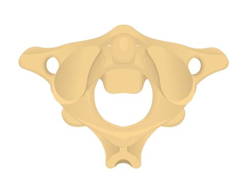 Cervical Vertebrae Blank Diagram