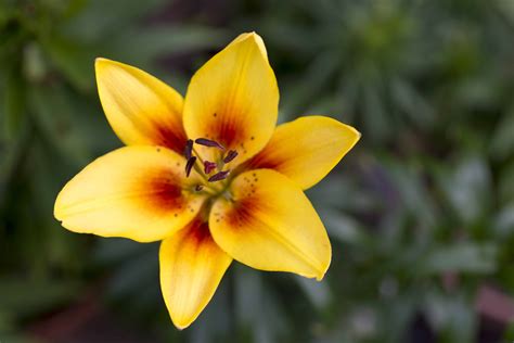 5 Types of Yellow Lilies - A-Z Animals