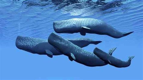 Whale Vomit Set to Fetch 7,000 Pounds at Auction – India TV