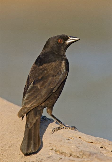 Bronzed Cowbird (Molothrus aeneus)