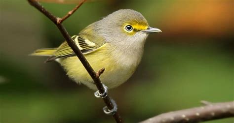 White-eyed Vireo Identification, All About Birds, Cornell Lab of ...