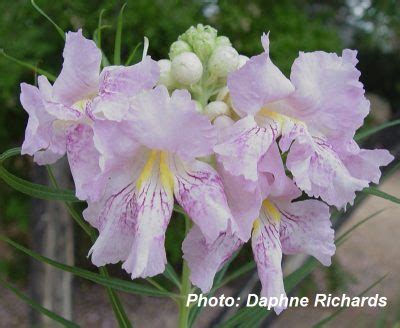 Desert Willow | Central Texas Gardener