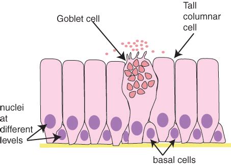 Ciliated Simple Columnar Epithelium Labeled