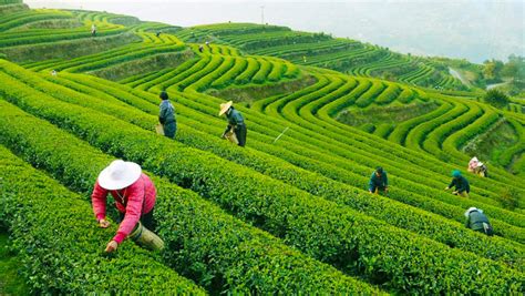 Hangzhou Tea Plantation, Visit Longjing Tea Plantation