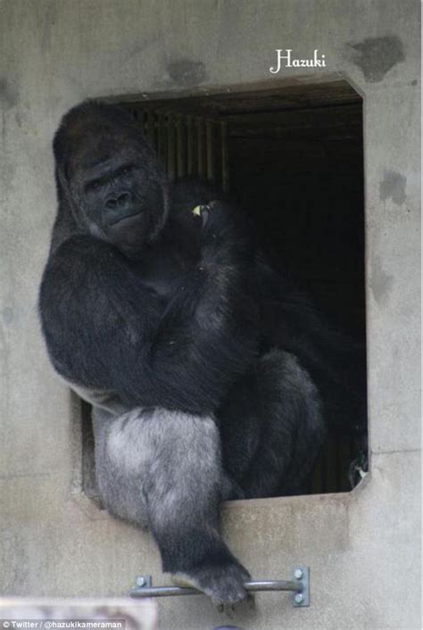 Gorilla Shabani who was raised in Australia has found fame in Japan | Daily Mail Online