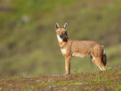 Coexisting with Ethiopian Wolves in the Northern Highlands of Ethiopia - IUCN SOS