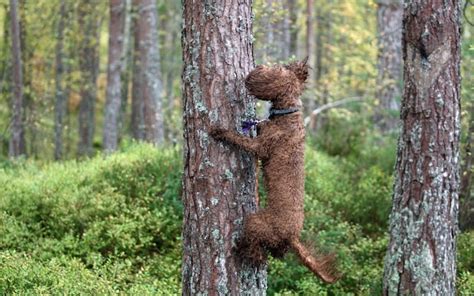 Dog owner left stunned as one-year-old cockapoo learns to climb trees 'like a koala'