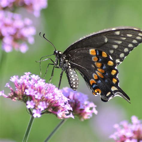 Verbena Seeds | Shop 2 Varieties | Eden Brothers