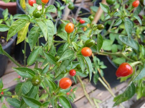 ron finley tomato plant | LAGreenGrounds | Flickr