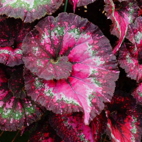 Begonia 'Marion's Purple Curl' – Steve's Leaves