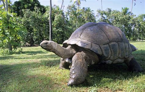 Tortoise for sale online | Buy baby tortoises for sale online tortoise ...