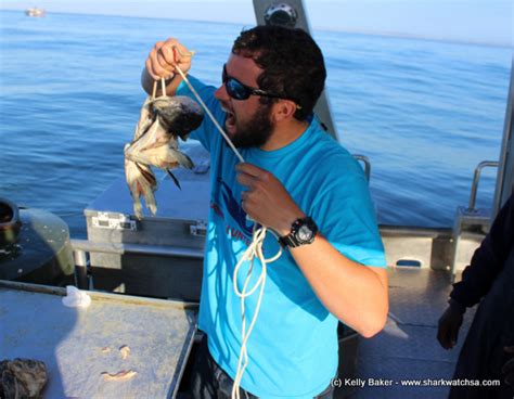 Great White Shark Conservation - International Gap Year Programs | Carpe Diem Education