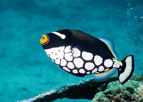 Clown Triggerfish Facts, Habitat, Diet, Life Cycle, Baby, Pictures