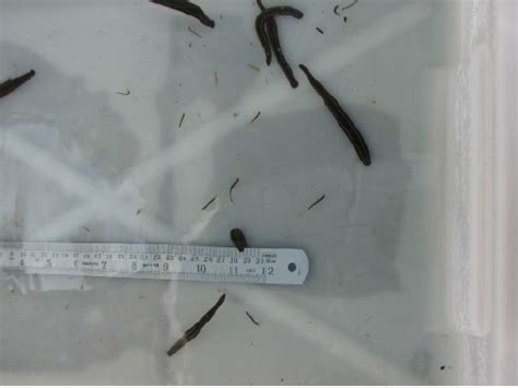 Leech News - R&M Lupton leeches - medical leech supplier