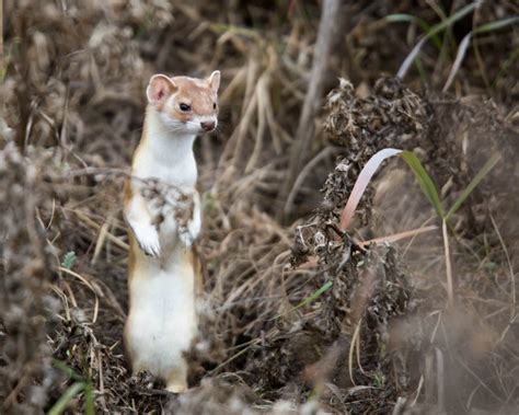 Long-Tailed Weasel - Facts, Diet, Habitat & Pictures on Animalia.bio