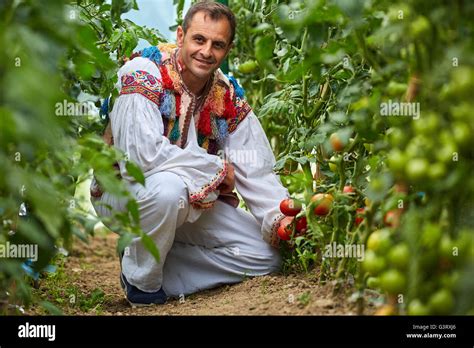 Romanian farmer wearing traditional costume in his tomato greenhouse ...