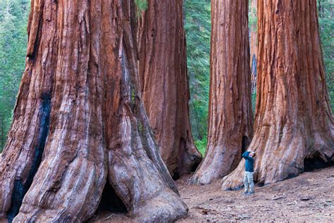 California Redwood Forests: Where to See the Big Trees