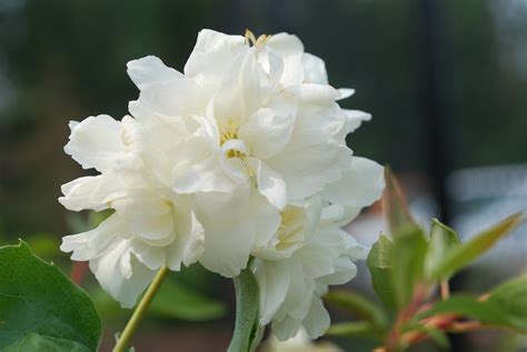 Minnesota Snowflake Mock Orange • Kiwi Nurseries Ltd