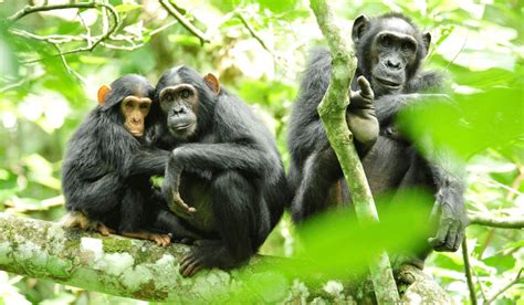 THE BIODIVERSITY AND WILDLIFE IN KIBALE NATIONAL PARK