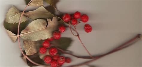 mountain ash - SEEDS