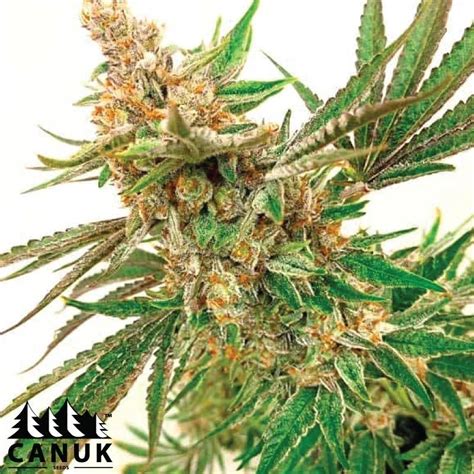 Rock Fruit Fast Version Feminized Seeds - ELITE STRAIN