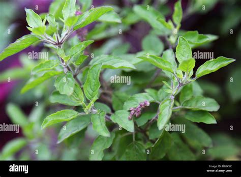 Tulasi Plant Stock Photos & Tulasi Plant Stock Images - Alamy