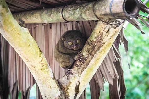 Philippine Tarsier Habitat