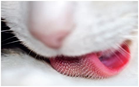 Close up of cat's tongue by Billy Law | CATS | Pinterest