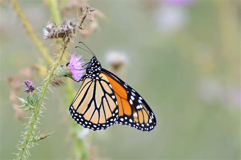 Monarch | Most people know that Monarch butterflies migrate … | Flickr