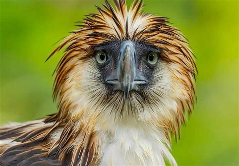 Philippine Eagle Week 2024 - Dorthy Cristina