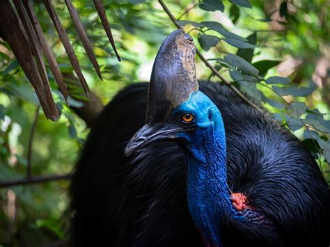 Cassowary Bird Attack