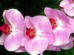 Sunday Gardening - The Epiphytic Moth Orchid ~ HellasFrappe