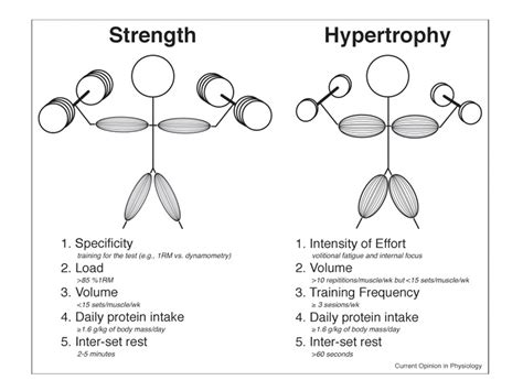 Myofibrillar Hypertrophy Workout Plan | EOUA Blog