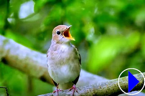 Relaxing Bird Song with Water sounds and Music to Listen to and Relax