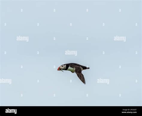 Puffin Bird Flying Stock Photo - Alamy