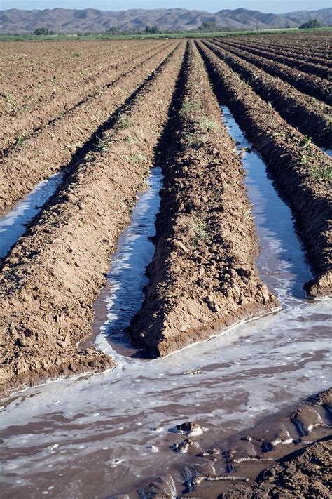 Irrigation Channels In A Field Photograph by Jim West - Fine Art America