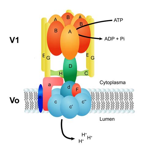 V-ATPase - DocCheck Flexikon