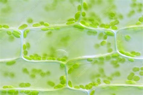 Elodea Cells Under A Microscope