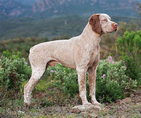 Braque du Bourbonnais Breed Overview | Temperament & Personality