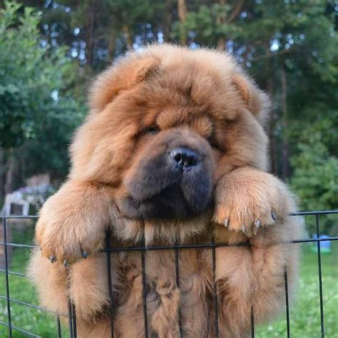 chow chow | Cute dogs, Fluffy dogs, Pet dogs