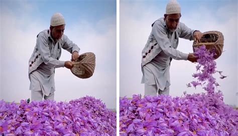 Saffron Harvesting in Kashmir, India, Is an Annual Spectacle