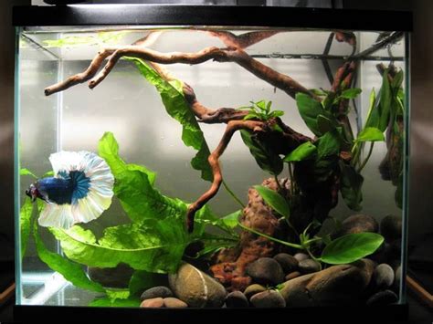 Betta Aquarium With Driftwood And Live Plants. http://www.driftwoodboss.com | Betta fish tank ...